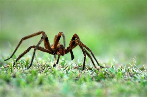 Habitat das Aranhas: Onde Elas Vivem
