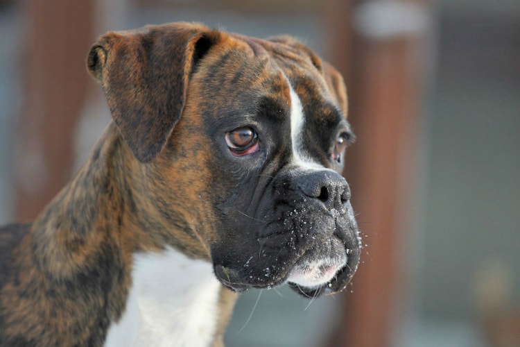 Cachorro Boxer é Bravo? Ele Ataca Sempre?