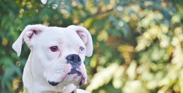 Cachorro Boxer Branco Problemas de Pele