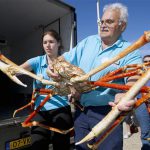 Caranguejo-Gigante-Japonese Pescado