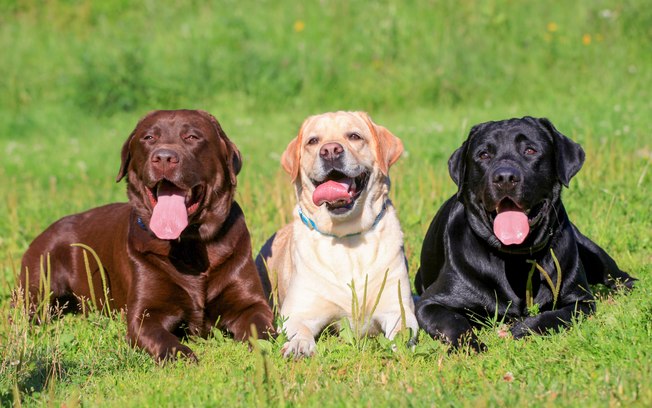 Tipos de Labrador Retriever: Peludos, Americano e Inglês