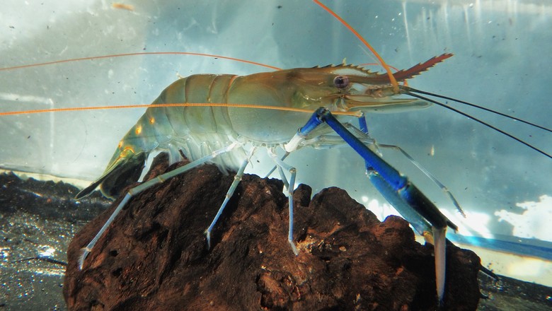 Espécies de Camarão Cultivadas no Brasil e no Mundo