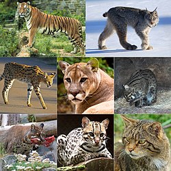 Origem dos Felinos: Historia. O Que São?