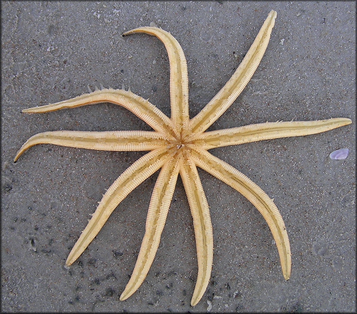 Estrela Do Mar 9 Pontas: Características, Nome Cientifico E Fotos