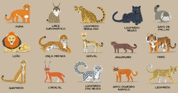 Felinos: Classificações Inferiores
