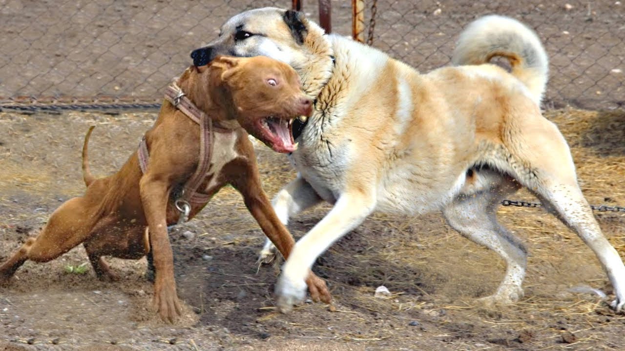Qual Cachorro Tem a Mordida Mais Forte e Pesada?