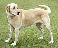 Tudo Sobre Labrador: Características Principais
