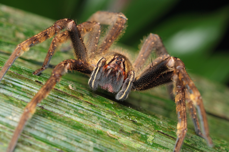 Aranha Armadeira é Venenosa? Picada e Características