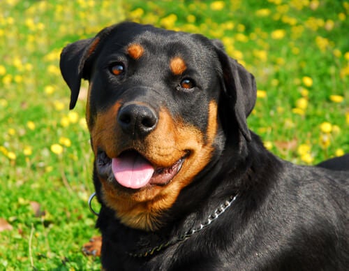 Rottweiler Puro: Como Saber se é?