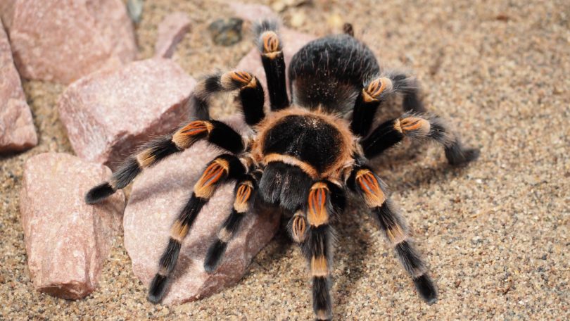 Aranha Caranguejeira: Curiosidades, Habitat, Filhote e Fotos