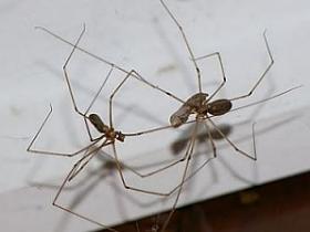 O que Atrai Aranhas? Com Evitar Sua Presença?