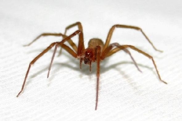 Aranhas Venenosas Domesticas. Quais São e Como Evitar?