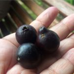 Araçá Preto