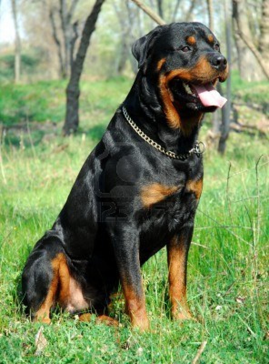 Tudo Sobre O Cachorro Rottweiler Com Imagens