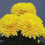 Chrysanthemum Snowdon Collection