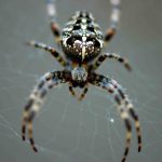Cyclosa Mulmeinensis