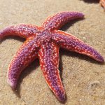 Estrela do Mar redonda (Clypeasteroida) 1