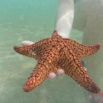 Estrela do Mar redonda (Clypeasteroida) 5
