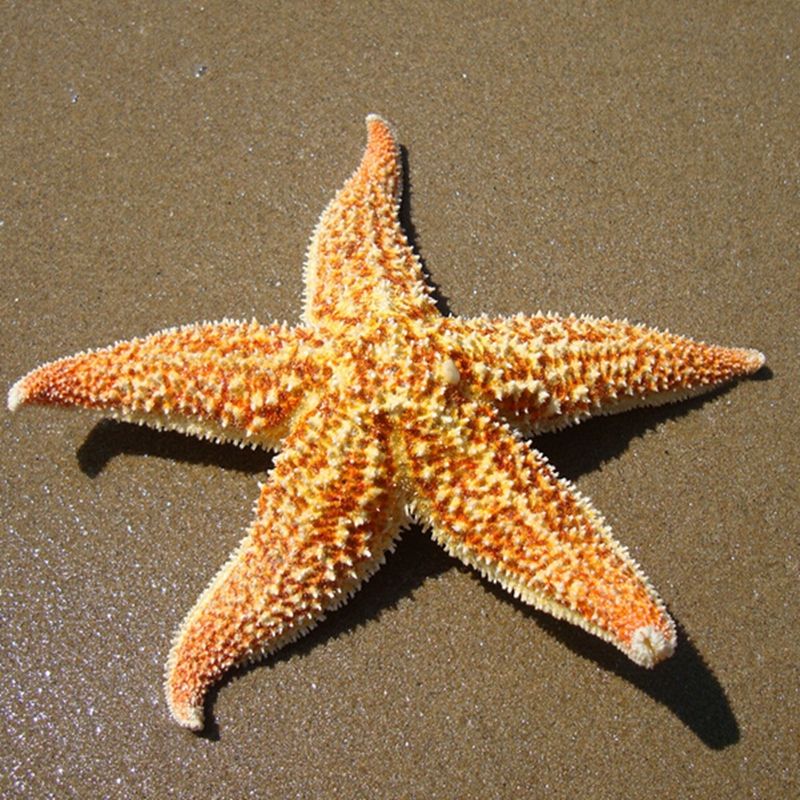 Estrela Do Mar Espécies: Tipos Com Nome, Características, Foto