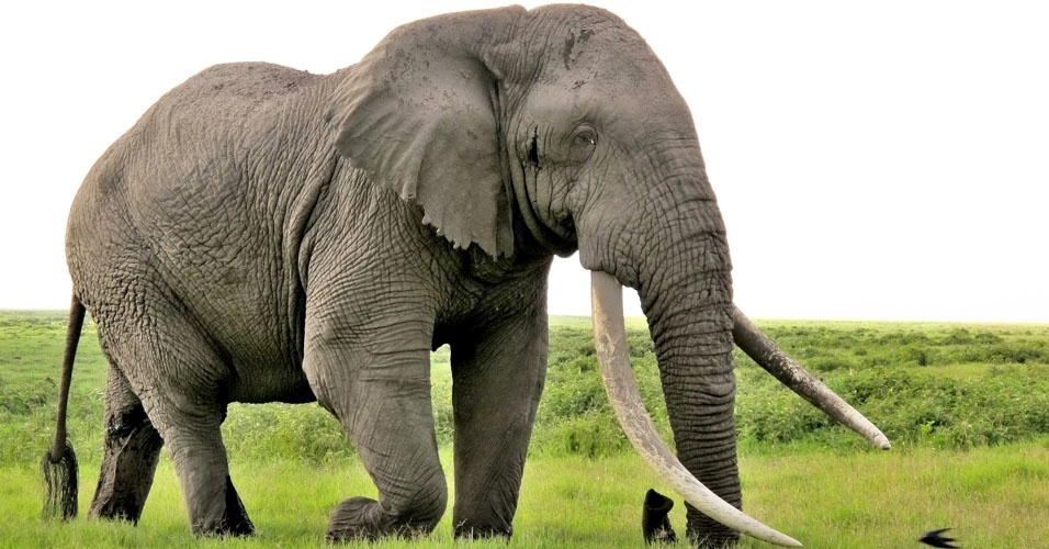Tempo de Vida do Elefante e Ficha Técnica