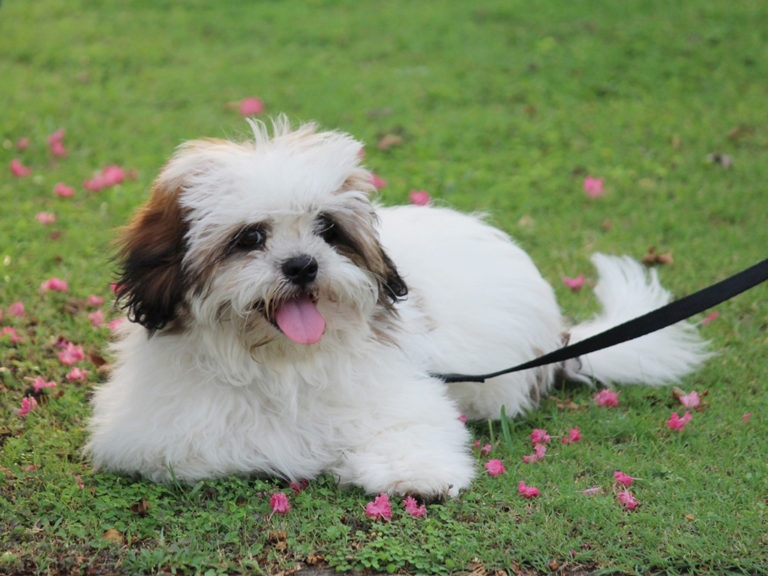 Lhasa Apso é Obediente? Destemido? Dedicado? Late Muito?