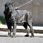 Mastim Napolitano Passeando Com seu Dono