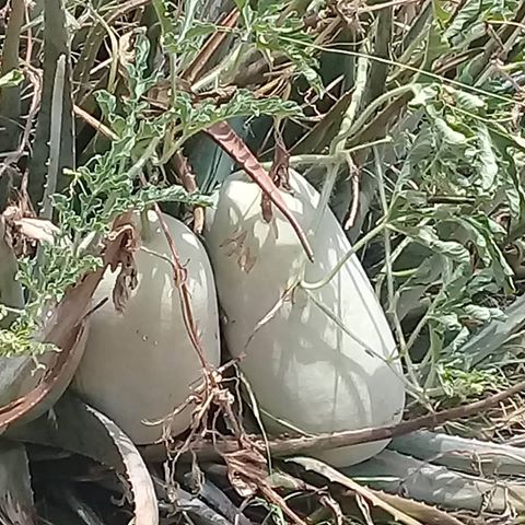 Melancia Caiana: Características, Benefícios e Nome Científico