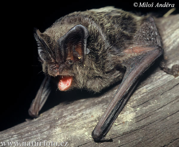 Morcego-Negro ou Morcego Preto: Características, Fotos E Nome Cientifico