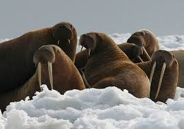 Morsa Animal Habitat: Onde Elas Vivem? no Polo Norte?