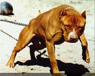 Pitbull Mexicano Caracteristicas, Tamanho, Filhotes e Fotos