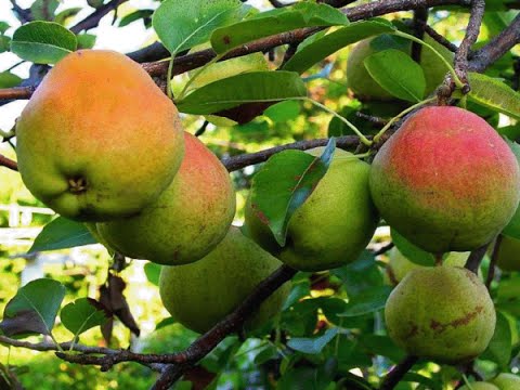 Pé de Pera: Como Cuidar, Cultivo, Raiz, Folhas, Flores, Fruto e Fotos