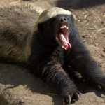 Ratel Fotografado de Boca Aberta