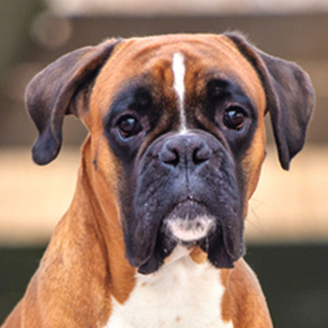 Doenças Boxer Idoso e Longevidade da Raça