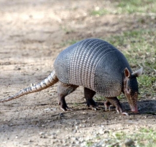Curiosidades Sobre o Tatu e Fatos Interessantes
