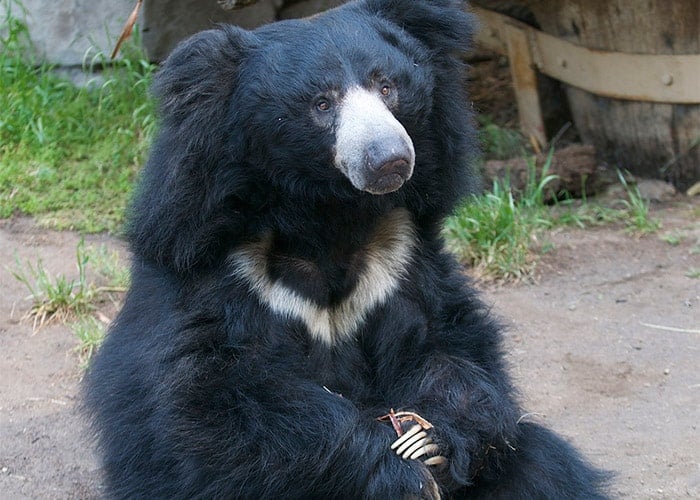 Urso-Beiçudo: Características, Peso, Tamanho, Habitat e Fotos