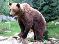 Diferenças e Semelhanças do Urso-Pardo e Urso-Cinzento