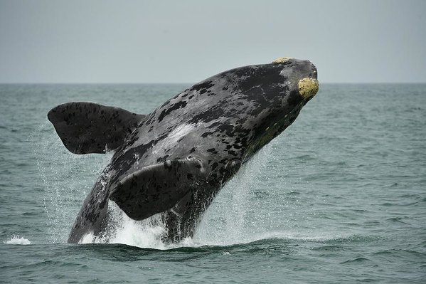 Baleia Franca do Atlântico Norte: Características, Peso, Tamanho e Fotos