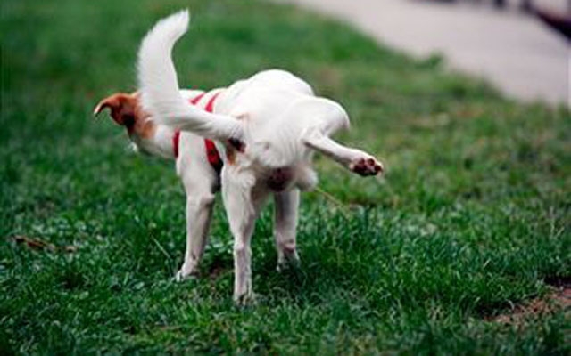Urina de Cachorro com Cheiro Forte: O que Fazer? Como Tirar?