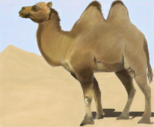 Estudo Sobre Camelo e Por Que Ele Consegue Viver no Deserto