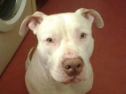 Pitbull Branco: Comportamento, Tamanho, Filhotes e Fotos