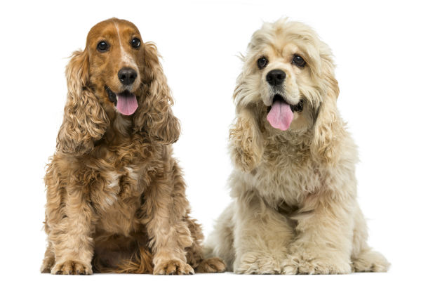 Diferenças do Cocker Spaniel Americano e Inglês