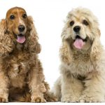Cocker Spaniel Inglês e Americano
