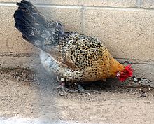 Galinha Siciliana: Características, Ovos, Preço, Como Criar e Fotos