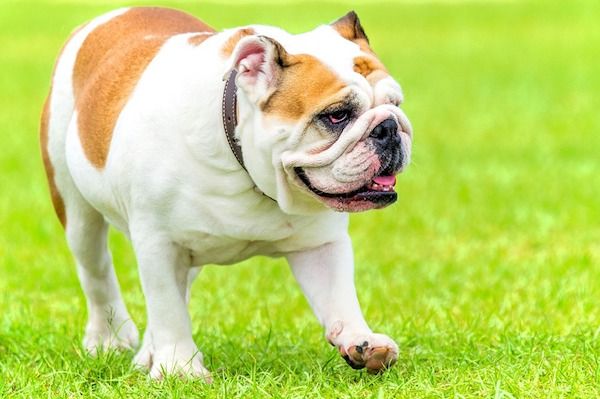 Como o Cachorro se Locomove: Sistema Locomotivo dos Cães