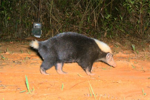 Texugo Mydaus Javanensis: Características, Peso, Tamanho e Fotos