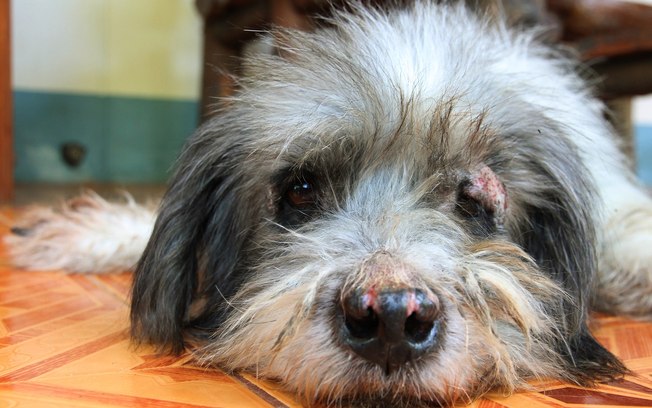 Dermatite Canina: O Que é? Como Tratar? Remédio Caseiro