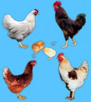 Fases da Galinha Desde o Ovo e Como Nascem Os Pintinhos