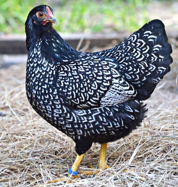 Galinha Barnevelder: Caracteristicas, Preco, Ovos, Como Criar E Fotos