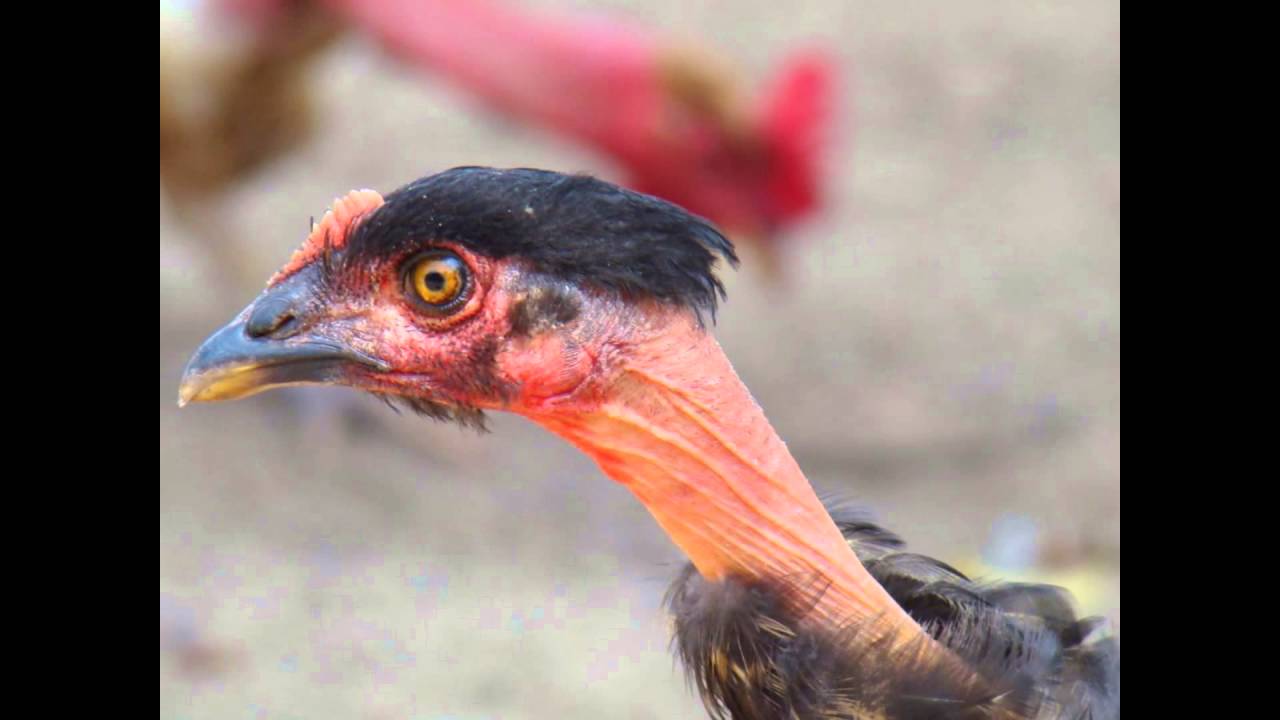 Galinha Pescoço Pelado: Características, Ovos, Como Criar e Fotos