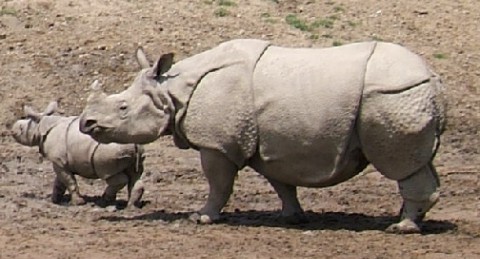 Rinoceronte de Java: Foi Extinto? Características, Habitat e Fotos